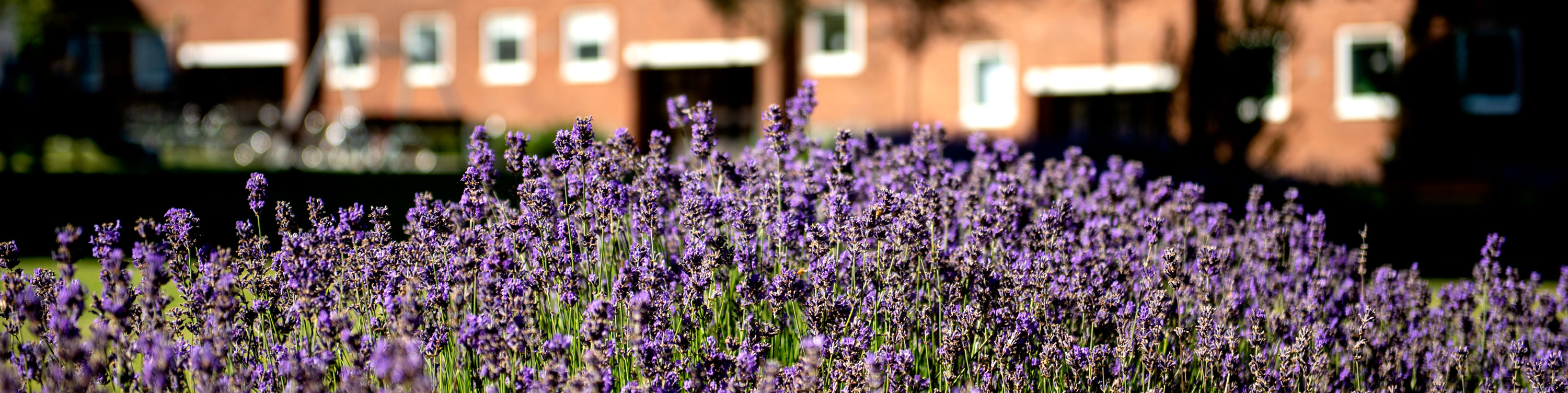 En bild på blommor i förgrund framför en fastighet